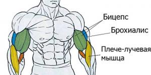 Arm exercises in the gym for men